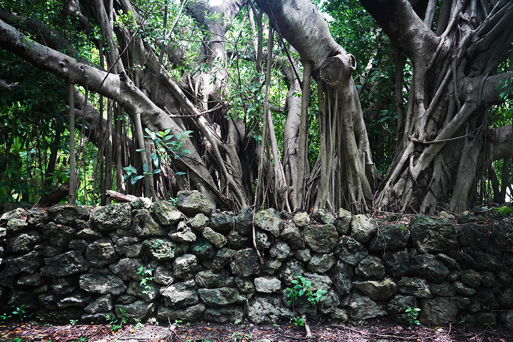 Social Economic Development Web Portal