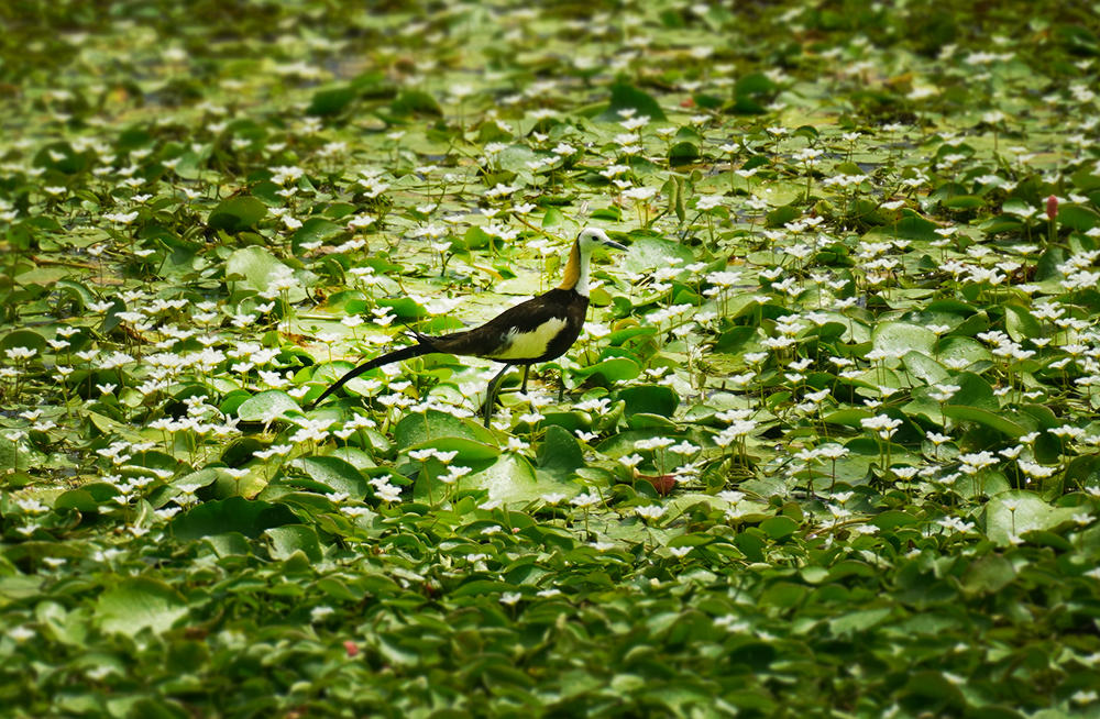 Social Economic Development Web Portal