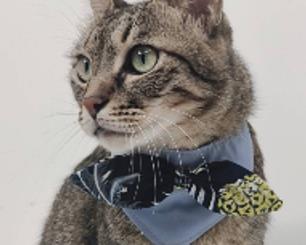 社會經濟入口網